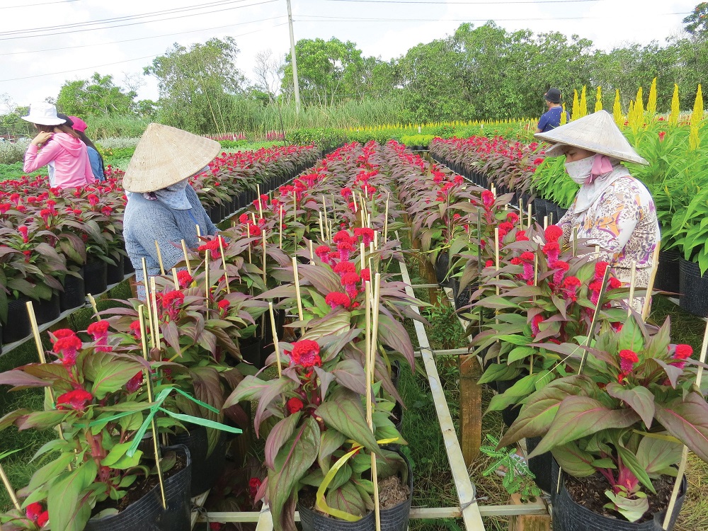 Khuyến khích người dân giảm diện tích trồng hoa kiểng Tết