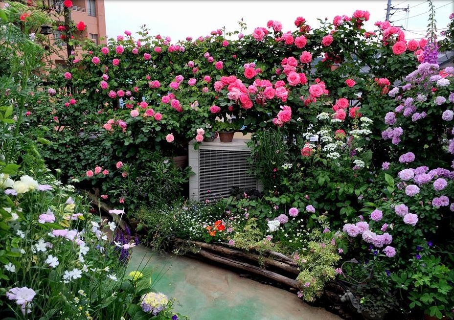 Làm đẹp không gian vườn với thiết kế giàn hoa xinh xắn