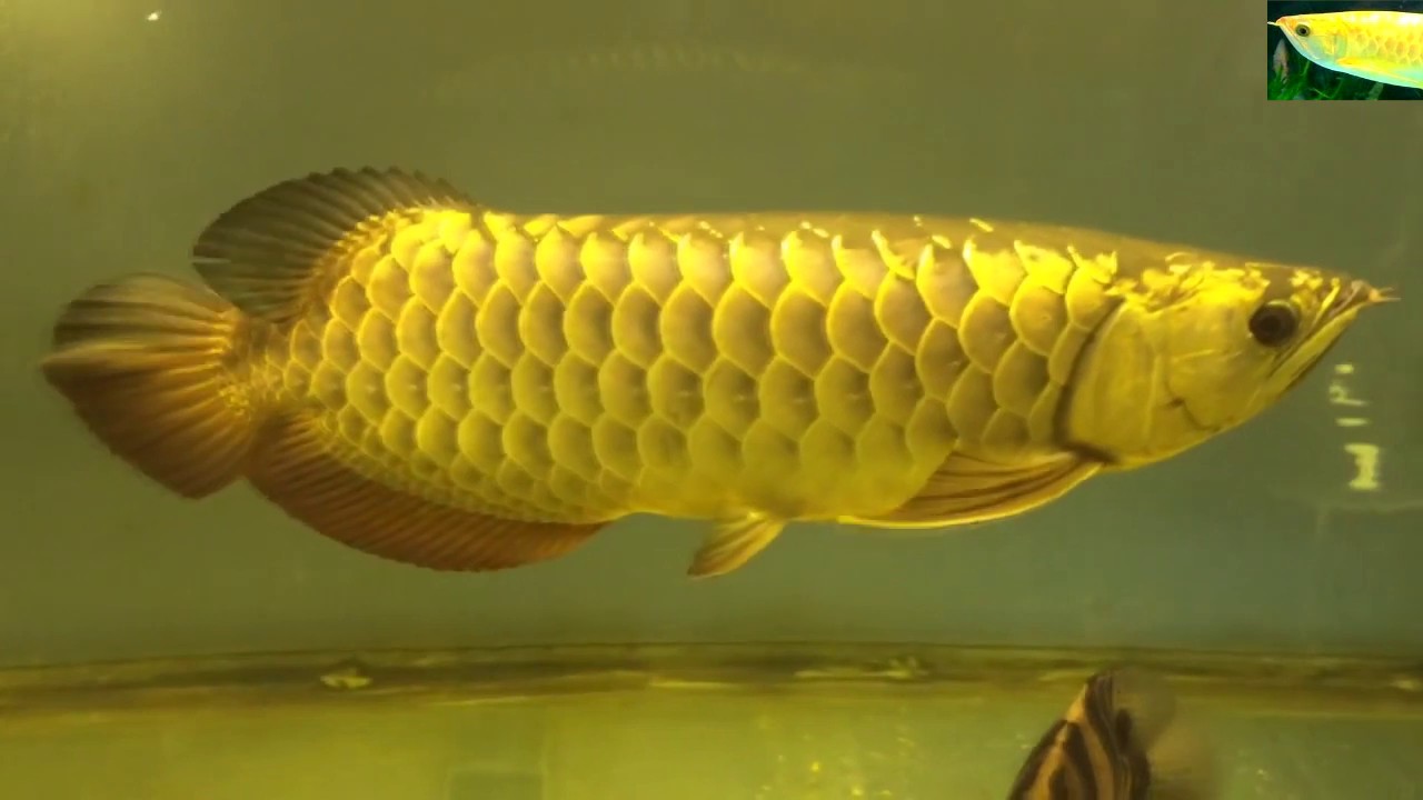 Sở dĩ cá rồng được đặt tên giống với loài vật linh thiêng này là do cá rồng có những vảy vàng đẹp bắt mắt